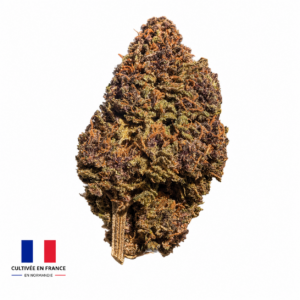 Sapphire Kush, fleur CBD française cultivée en sol vivant en Normandie par Lecoq CBD, aux teintes violettes et à la résine abondante.
