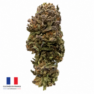 Zombie Flow, fleur CBD française cultivée en sol vivant en Normandie par Lecoq CBD, sélectionnée par Maison Apash.