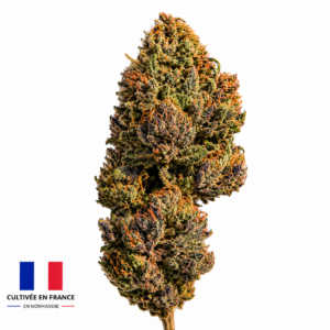 Pink BubbleGum, fleur CBD française triploïde cultivée en sol vivant au Neubourg en Normandie par Lecoq CBD, aux saveurs Bubble Gum et notes fruitées.