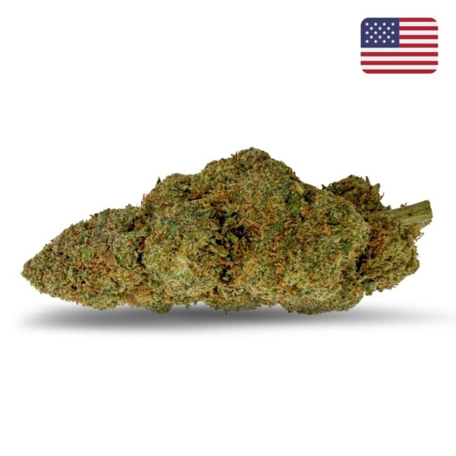 Fleur White OG CBD Glass-House USA, grosse tête compacte aux nuances vert olive et aux pistils orangés – Maison Apash