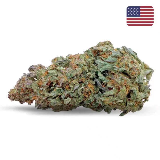 Fleur Blackberry Kush CBD cultivée en Glass House, aux nuances vertes et violacées, avec des pistils orangés et une surface résineuse.