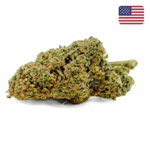 Fleur Skywalker OG CBD Glass-House Cali, tête compacte aux nuances vert olive, pistils orangés et aspect résineux – Maison Apash