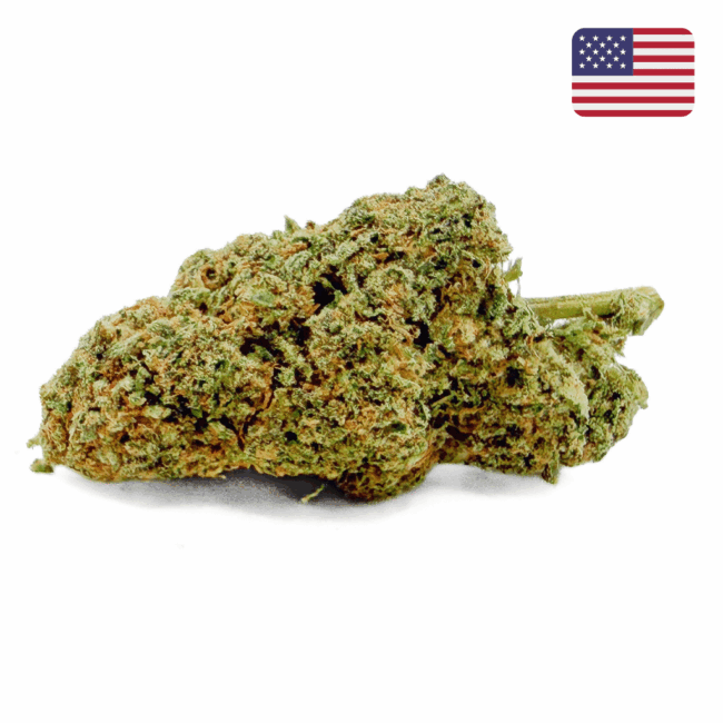 Fleur Skywalker OG CBD Glass-House Cali, tête compacte aux nuances vert olive, pistils orangés et aspect résineux – Maison Apash