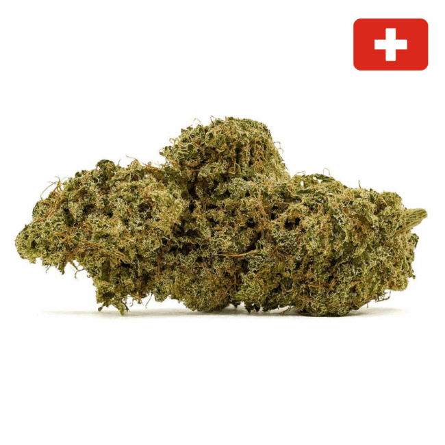 Fleur Charlotte’s Angel CBD Indoor Hydro suisse, aux nuances vert olive, pistils orangés et structure dense – Maison Apash